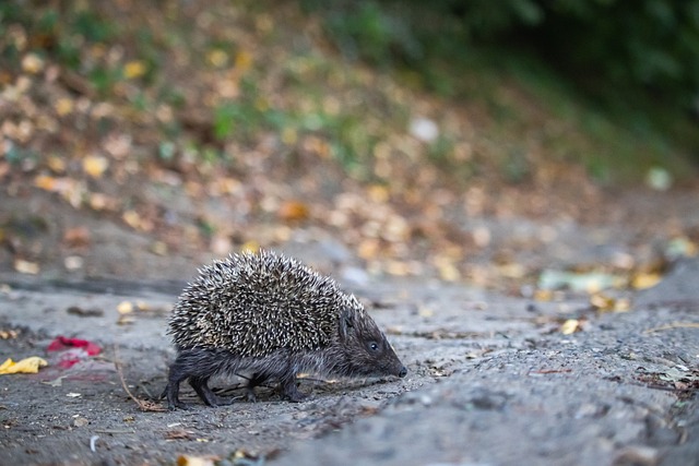百米高空动力伞撞上滑翔伞 两位玩家都没受伤.